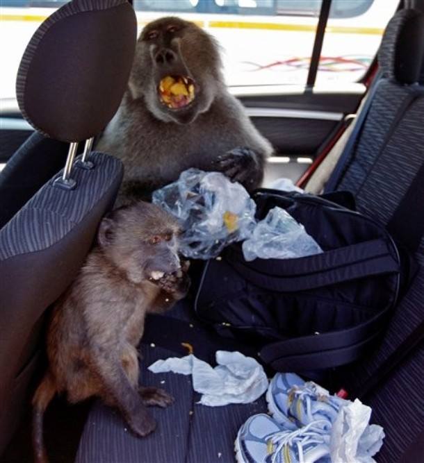 39755130_10156497723659976_7188637117235331072_n